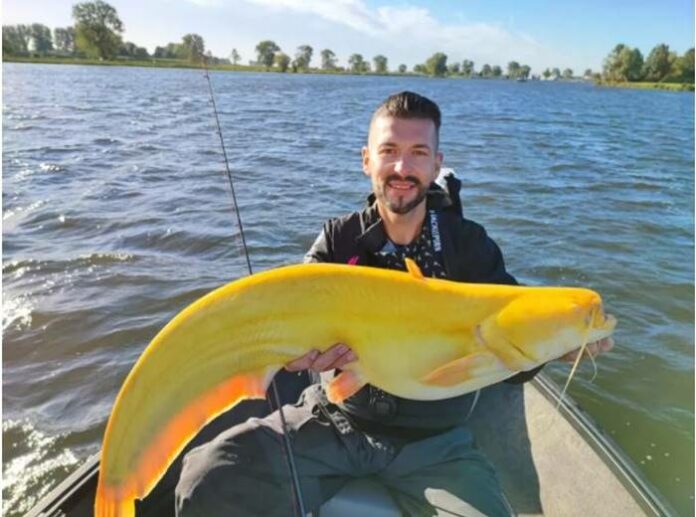 Ikan Lele Kuning Ikan lele kuning raksasa
