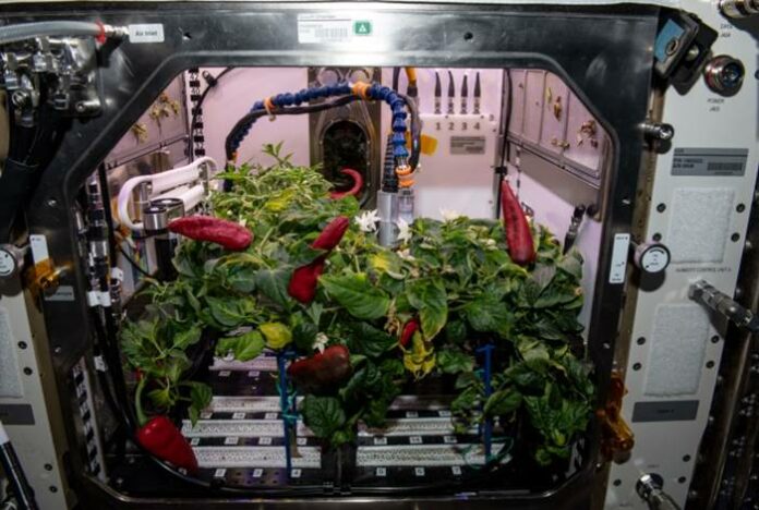 NASA Cabai Luar Angkasa 1 NASA Cabai Luar Angkasa Astronaut