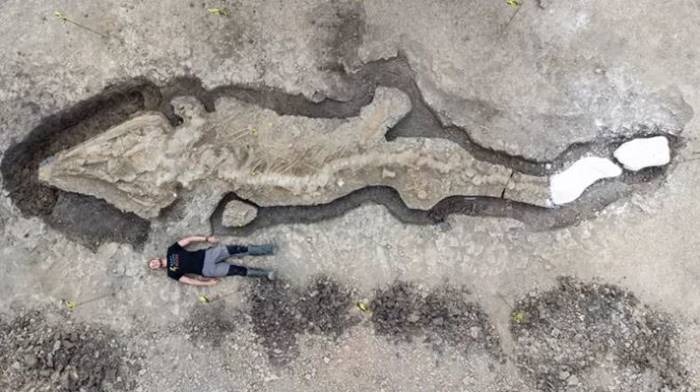 Fosil naga laut raksasa