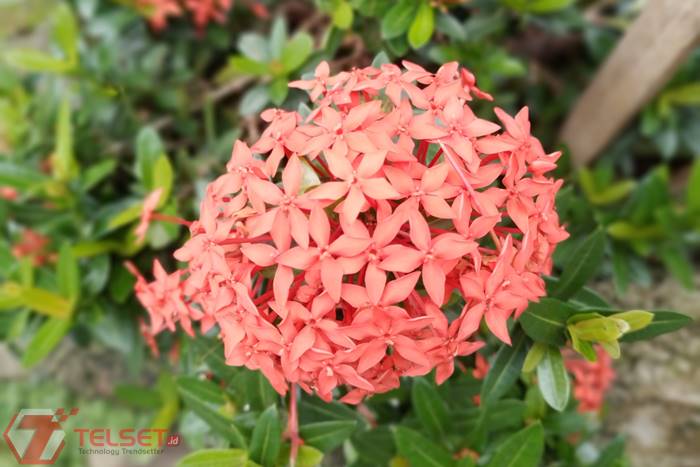 Mode potret kamera depan