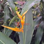 Fitur Makro Samsung Galaxy M33 5G