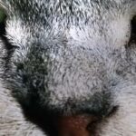 Kamera 200MP Samsung 2