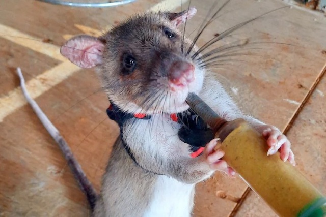 Tikus Rumah