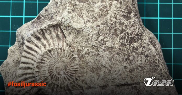 Anak 7 Tahun Temukan Fosil Jurassic Berusia 140 Juta Tahun di Halaman Rumahnya Anak 7 tahun menunjukkan fosil ammonit Jurassic yang ditemukan di halaman rumahnya