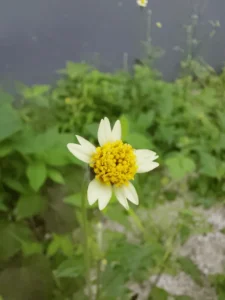 Foto Jarak Dekat Mode Makro