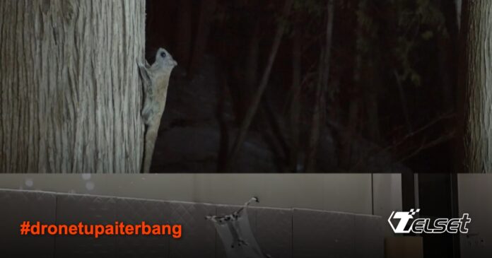 Drone terinspirasi tupai terbang dengan sayap lipat sedang terbang