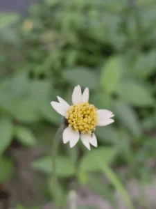 Foto Jarak Dekat 2x Zoom