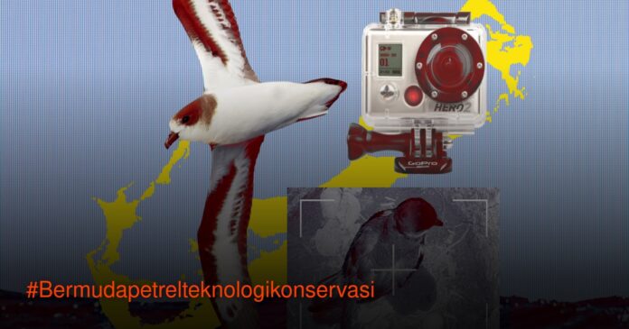 Bermuda petrel dewasa terbang di atas laut dengan latar pulau Nonsuch