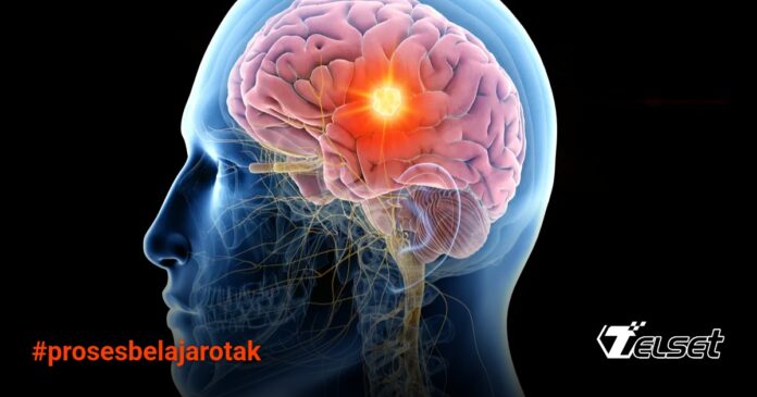 Otak Belajar Lebih Cerdas dari yang Kita Kira, Studi Terbaru Ungkap Scan otak manusia yang menunjukkan aktivitas neural kompleks