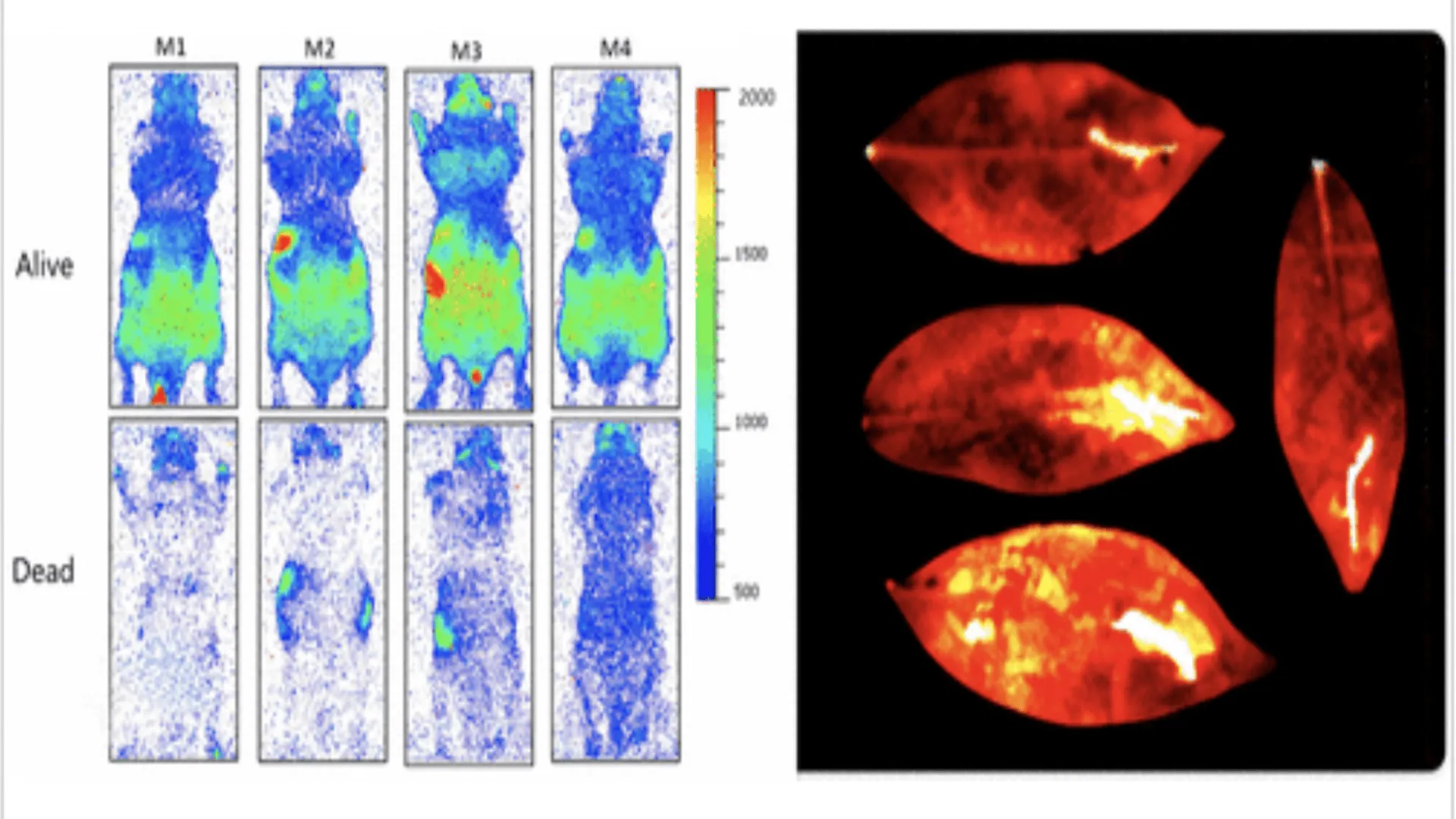 Perbandingan pancaran UPE pada tikus hidup dan mati