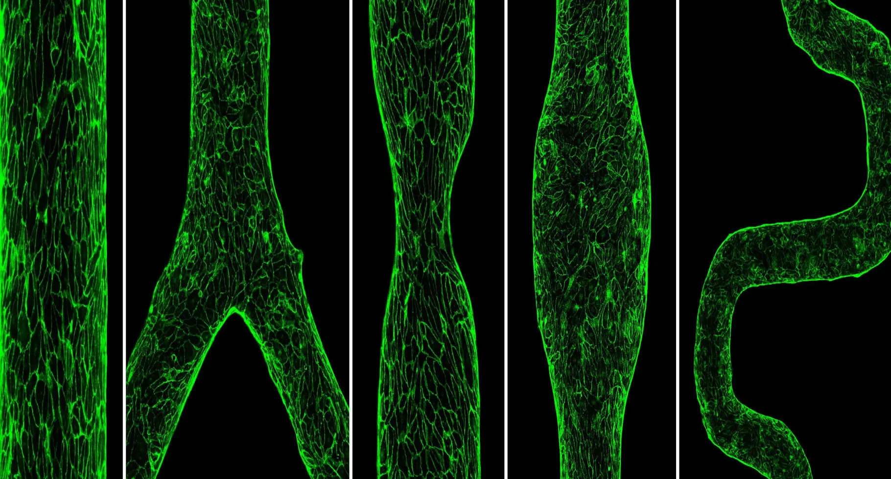 Ilustrasi vessel-chip yang meniru pembuluh darah manusia