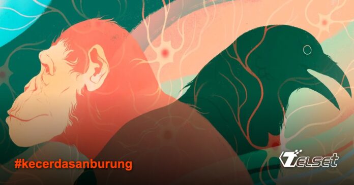 Ilustrasi otak burung dan mamalia yang menunjukkan perbedaan struktur namun fungsi serupa