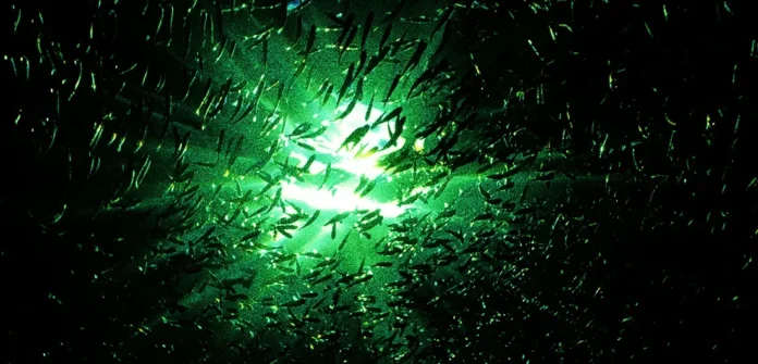 Ilustrasi lautan yang semakin gelap akibat perubahan iklim