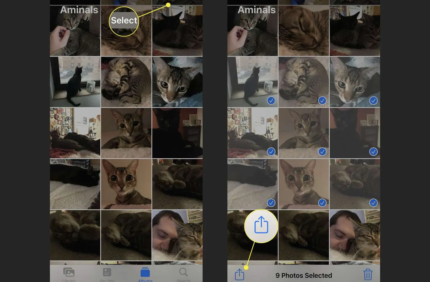 Selecting photos and sharing them in the Photos app on an iPhone