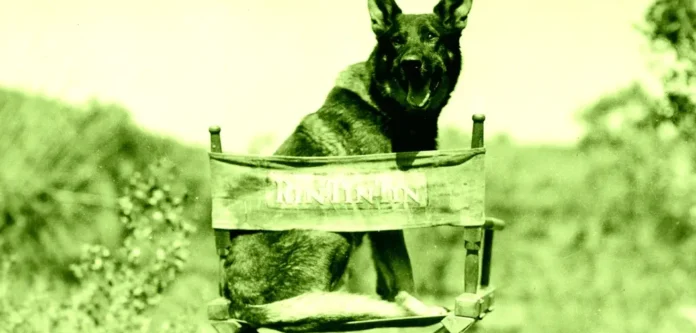 image-1761620313916-2237.webp Artificial intelligence menggantikan pekerjaan aktor hewan di Hollywood, anjing dan kucing kesulitan mendapatkan peran